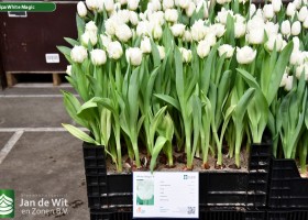 Tulipa White Magic ® (1)